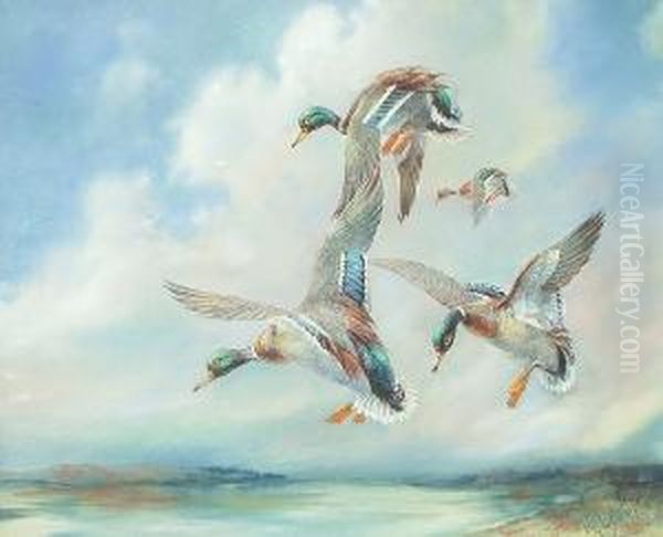 Ducks Coming Into Land - view 1