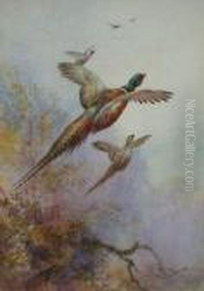 Pheasant In Flight - view 1
