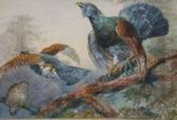 Capercaillie In Tree-tops - view 1