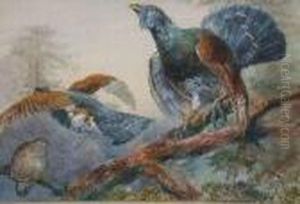 Capercaillie In Tree-tops