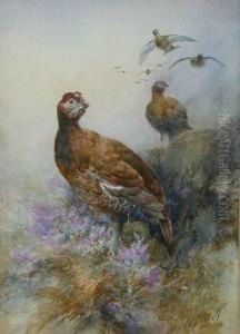 Grouse In Heather Grouse In Heather