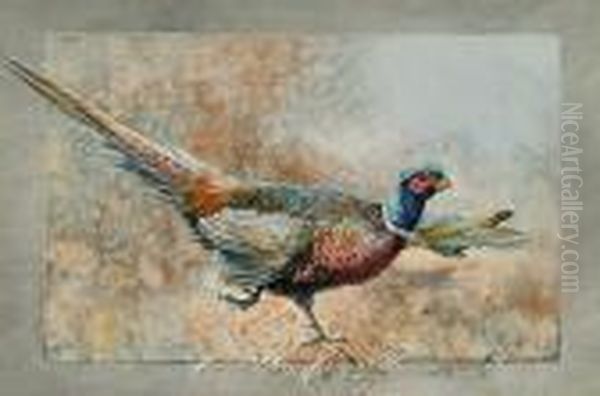 A Cock Pheasant - view 1