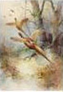 Pheasants; Mallard