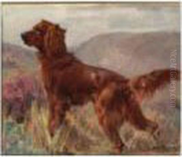 Irish Setter - view 1