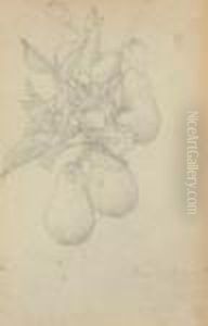 Study Of Pears On A Branch