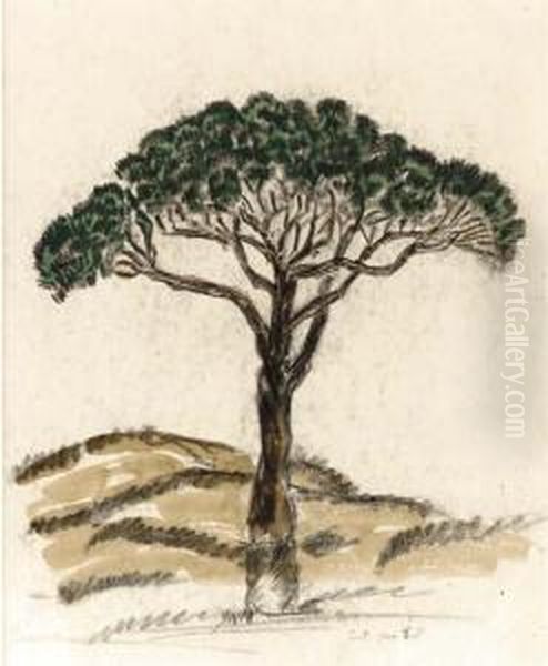 Pine Tree, Iles De Lerins - view 1