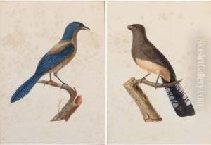 A Blue Bird by Jean Gabriel Pretre
