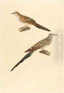 [turtle Doves]. French, 1824, 
Visible Area 355 X 240mm., Original Watercolour Drawing, Signed And 
Dated Within The Image, Mounted