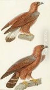 Studies Of An Adult And Juvenile Eagle