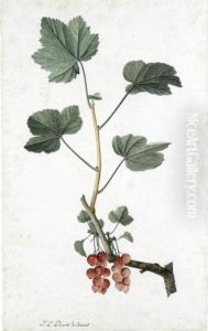 Study Of Redcurrants On A Branch