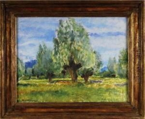 Campagne Avec Saule Campagne Avec Saule