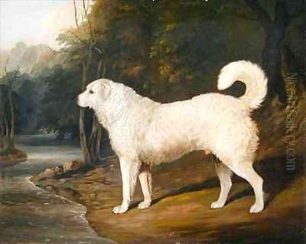Portrait of a Dog Ross - view 1