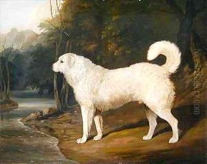 Portrait of a Dog Ross by David of York Dalby