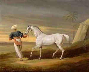 Signal a grey Arab with a Groom in the Desert