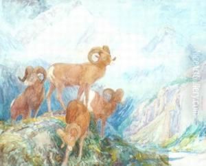 Big Horn Moutain Sheep