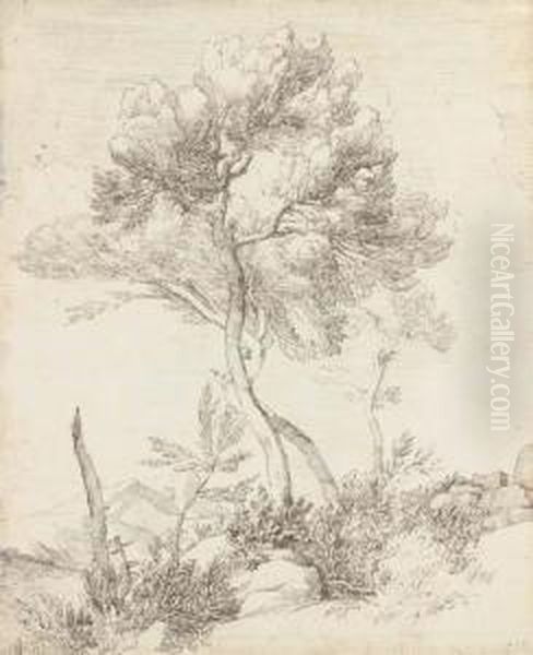 Two Umbrella Pines In A Hilly Landscape - view 1
