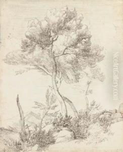 Two Umbrella Pines In A Hilly Landscape