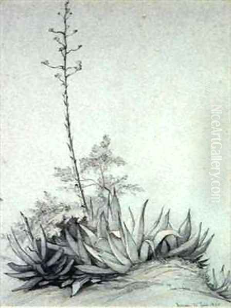 Flowering Yucca - view 1