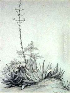 Flowering Yucca by Charles Damour