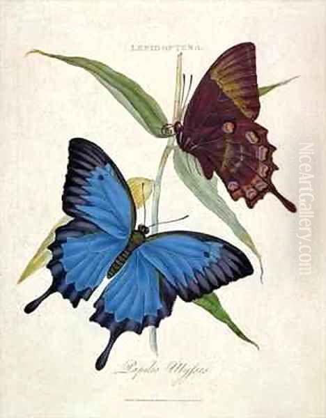 Butterfly Papilo Ulysses - view 1