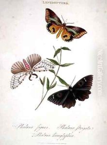 Butterflies Phalaena Figura Phalaena Strigata and Phalaena Hieroglyphica by Edward Donovan