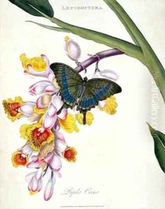 Butterfly Papilo Crino by Edward Donovan