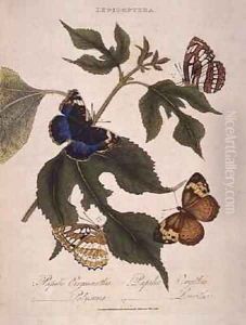 Butterflies Papilio Erymanthis Papilio Orythia Papilio Polyxena Papilio Leucothoe by Edward Donovan