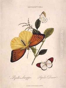 Butterflies Papilio Leucippe Papilio Danae by Edward Donovan