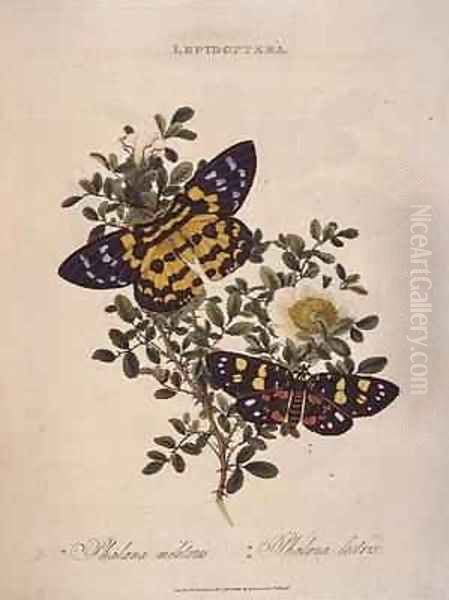 Butterflies Phalaena Militaris Phalaena Lectrix - view 1