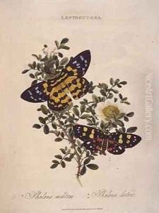 Butterflies Phalaena Militaris Phalaena Lectrix by Edward Donovan