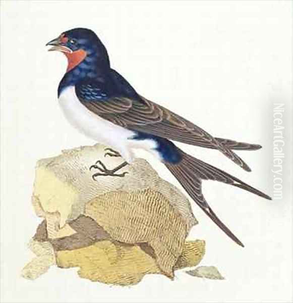 Swallow from The History of British Birds - view 1