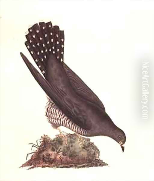 Cuckoo from The History of British Birds - view 1