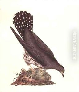 Cuckoo from The History of British Birds by Edward Donovan
