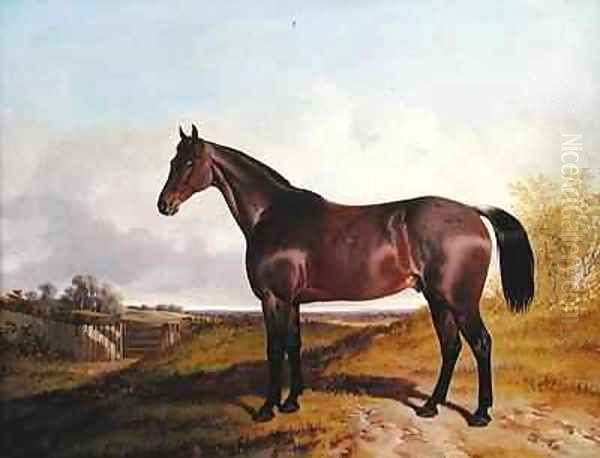 Study of a Bay Hunter in a landscape - view 1