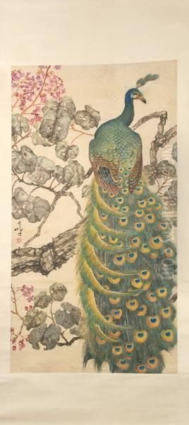 Peacock - view 1