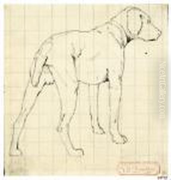 Cane Da Caccia - view 1