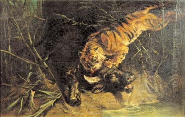 Bufalo Assalito Da Una Tigre - view 1