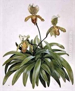 PD 412 1973 Lady Slipper Orchid from Nepal Paphiopedilum insigne by Cornelius B. Durham