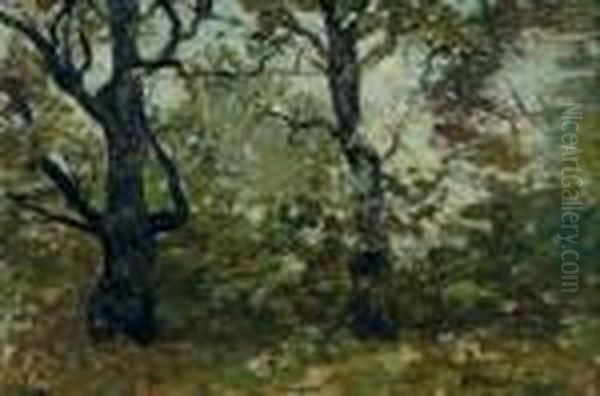 In The Depths Of The Forest Interior - view 1