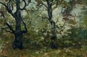 In The Depths Of The Forest Interior