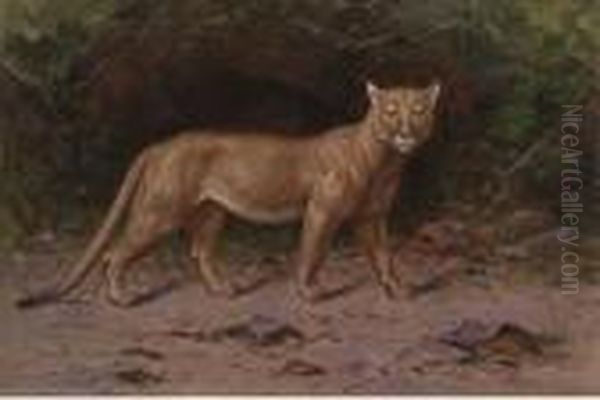A Puma In A Woodland Glade - view 1