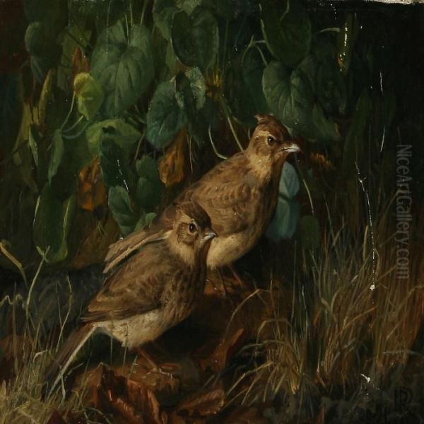 Two Larks In Aforest Floor - view 1