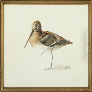 Jack Snipe