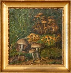 Mushrooms In A Forest Floor