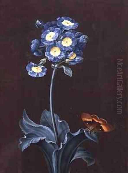 Primula Auricula with Moth - view 1