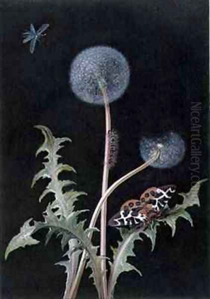 Dandelion Taraxacum officinale with Insects - view 1