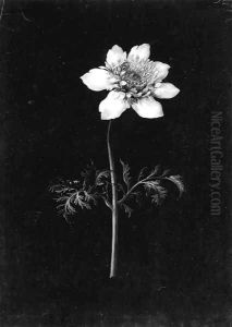 Clematis with a bee by Margaretha Barbara Dietzsch