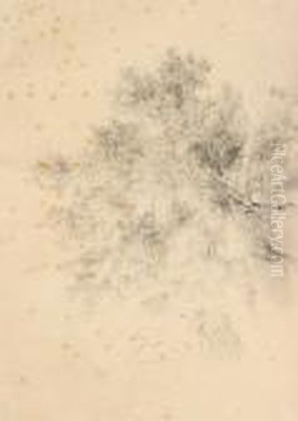 Fronde D'albero - view 1