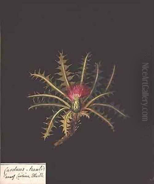 Dwarf carline thistle Carduus acaulis - view 1
