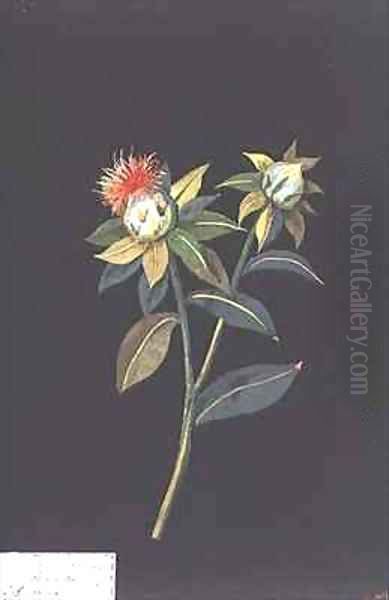 Scarlet Saff flower Carthamus tinctorius - view 1